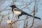 Close up of Common magpie Pica pica