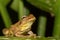 Close up of a Common Mexican Tree Frog