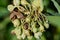 Close up of a Common Milkweed Plant in a prairie field. Species Asclepias syriaca. Butterfly flower, Virginia Silkweed,