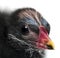 Close-up of a Common Moorhen