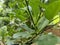 Close-up of common mormon larva on green plant at the garden