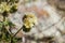 Close up of Common Phacelia Phacelia distans wildflowers, California