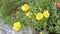 Close up of Common Purslane flower