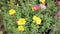 Close up of Common Purslane flower