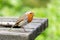 Close-up of a Common Robin standing on a wooden table