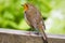 Close-up of a Common Robin taken from behind  stading on a wooden table