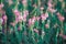 Close-up of a common sainfoin, onobrychis viciifolia, flower in bloom. Honey flower. Beautiful pink wild flower. Meadow grasses