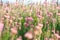 Close-up of a common sainfoin, onobrychis viciifolia, flower in bloom. Honey flower. Beautiful pink wild flower. Meadow grasses