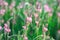 Close-up of a common sainfoin, onobrychis viciifolia, flower in bloom. Honey flower. Beautiful pink wild flower. Meadow grasses