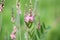 Close-up of a common sainfoin, onobrychis viciifolia, flower in bloom. Honey flower. Beautiful pink wild flower. Meadow grasses