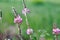 Close-up of a common sainfoin, onobrychis viciifolia, flower in bloom. Honey flower. Beautiful pink wild flower. Meadow grasses