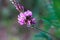 Close-up of a common sainfoin, onobrychis viciifolia, flower in bloom. Honey flower. Beautiful pink wild flower. Meadow grasses