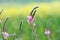 Close-up of a common sainfoin, onobrychis viciifolia, flower in bloom. Honey flower. Beautiful pink wild flower. Meadow grasses