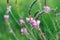 Close-up of a common sainfoin, onobrychis viciifolia, flower in bloom. Honey flower. Beautiful pink wild flower. Meadow grasses