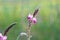 Close-up of a common sainfoin, onobrychis viciifolia, flower in bloom. Honey flower. Beautiful pink wild flower. Meadow grasses