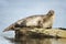 Close up of Common Seal lying on a rock in harbor