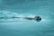 Close up of a common seal swimming  in the icy blue water of Jokulsarlon glacier lagoon Iceland