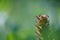 Close-up of common self-heal plant Prunella vulgaris with pleasant summer greenery of wildflower  meadow in background