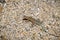 Close up of common side-blotched lizard Uta stansburiana, Joshua Tree National Park, California