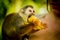 Close-up of a Common Squirrel Monkey at Amazon River Jungle. eat