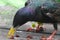 Close up of a Common Starling Eating Raisins - Sturnus vulgaris