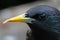 Close up of a Common Starling Face- Sturnus vulgaris