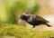 Close up of a Common starling perched on a mossy log