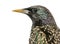 Close-up of a Common Starling, Sturnus vulgaris, isolated