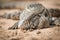 Close-up of common tegu lizard in sand