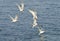 Close up of a common tern