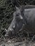 Close-up of a Common Warthog Phacochoerus africanus in the wild