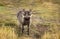 Close up of a common Warthog standing in the grass