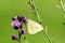 Close Up of Common White Butterfly feeding on hardy wallflower