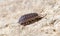 Close-up of the common woodlouse