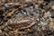 Close up of a common woodlouse, Oniscus asellus, adorned with yellow spots