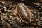 Close up of a common woodlouse, Oniscus asellus, adorned with yellow spots