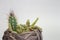 Close up composition of several cacti and succulents in a wicker basket, background or concept