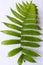 Close up of Compound Pinnate green leaves, leaflets in rows, two at tip. White background. Vertical formation. Abstract vain