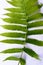 Close up of Compound Pinnate green leaves, leaflets in rows, two at tip. White background. Vertical formation. Abstract vain