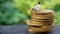 Close Up Conceptual, Midle Aged man enjoy his earn or income, sit at stack of 500 golden coins, with negative space for text area