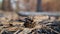 A close up of a cone in front of a burned forest