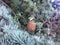 CLose up on a cone of Lebanese cedar on the branch  Cedrus libani