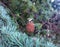 Close-up on a cone of lebanese cedar Cedrus Libani on the branch