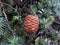 Close-up on a cone of lebanese cedar Cedrus Libani on the branch