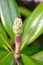 Close-up of a cone-like Magnolia fruit in Autumn.