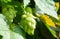 Close-up of a cone shaped green hops flower