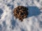 Close-up of the cone shaped mole mound (molehill) of soil and dirt among white snow. European Mole (Talpa