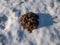 Close-up of the cone shaped mole mound (molehill) of soil and dirt among white snow surface in winter