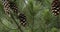 Close-up - cones and fir branches. Selective focus.