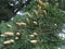 Close-up conifer branch with lots of cones